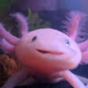 Meet your Posher, Emma n.